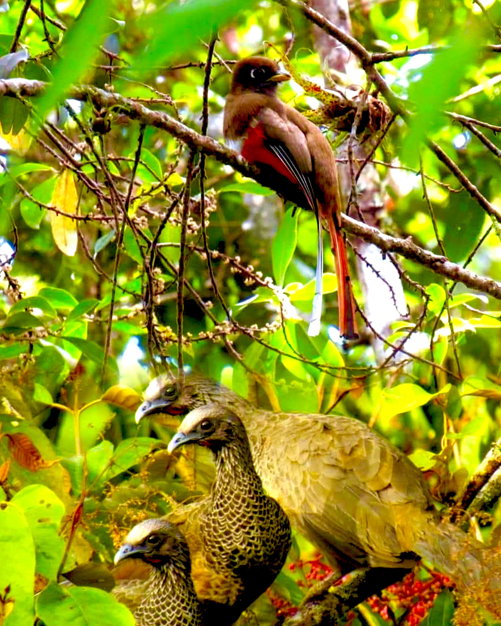 Aves